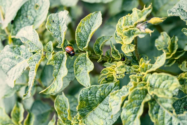 Larva Mandelinka bramborová (leptinotarsa decemlineata) krmení 3 — Stock fotografie