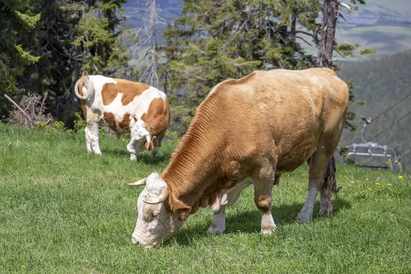 Duże byki pasą się na zielonym polu — Zdjęcie stockowe