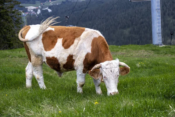 Byk pasący się na łące — Zdjęcie stockowe