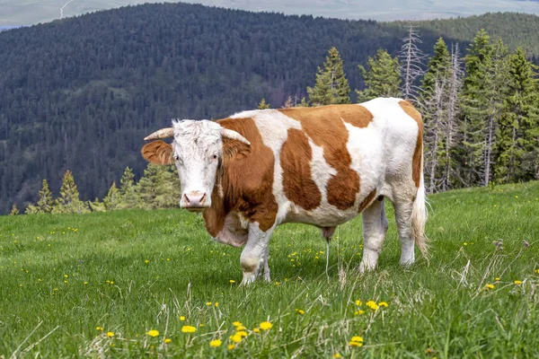 Byk wypasający trawę na szczycie góry — Zdjęcie stockowe