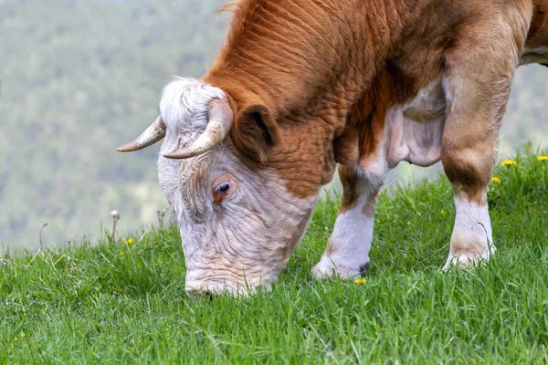 Портрет крупним планом бика на гірському полі — стокове фото