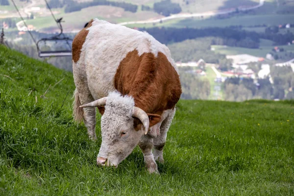 Cow grazing on fresh green meadow — 스톡 사진