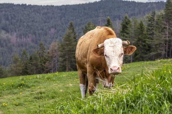 Krowa na pastwisku górskim Tornik w Zlatiborze — Zdjęcie stockowe