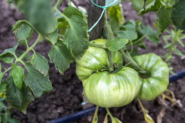 Ekologiczne zielone pomidory — Zdjęcie stockowe