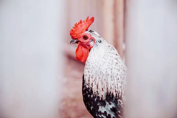 Un hermoso gallo de color con una cresta brillante mira sobre una cerca de madera . —  Fotos de Stock