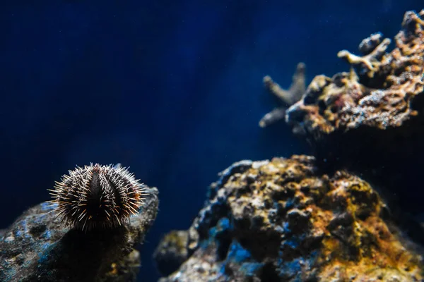 O fundo marinho é um clássico azul. ouriço do mar entre os corais . — Fotografia de Stock