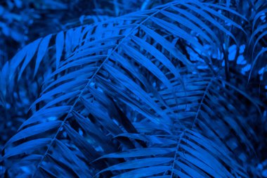 Soyut tropikal arkaplan, klasik mavi renkli palmiye yaprağı.