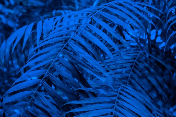 Astratto sfondo tropicale, foglia di palma in classico colore blu . — Foto Stock