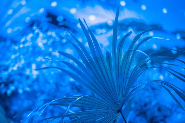 Soyut tropikal arkaplan, klasik mavi renkli palmiye yaprağı.