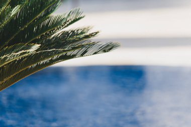 Havuzun bulanık arka planında güzel tropikal odak palmiye yaprağı.