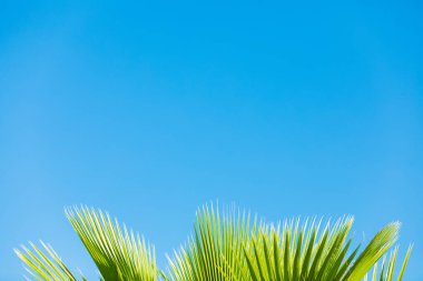 Güzel tropikal arkaplan - mavi gökyüzünde palmiye yaprakları.