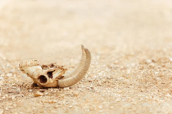 Ürdün 'ün Wadi RAM çölündeki iskeletin bir parçası. Kum taşından çıkan bir keçinin kafatası. Boşluğu kopyala.
