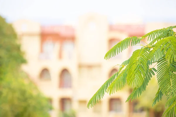 Arka planda bulanık, otelin arka planında tropik palmiye yaprakları var. Sıcak ülkelerde tatil kavramı, izlenimler, seyahat şirketlerinin hizmetleri.