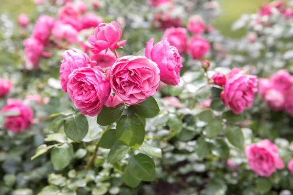 Mor bir bahçe gülü - şehrin yeşillenmesi. Pembe çiçekler. Şehrin peyzaj tasarımı kavramı. Çiçek yataklarının sunumu için çiçek arkaplanı.