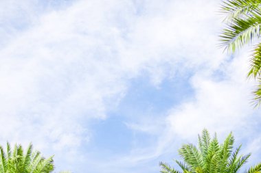 Güzel tropikal bir arka plan. Mavi gökyüzünde bulutlu palmiye yaprakları. Boşluğu kopyala.