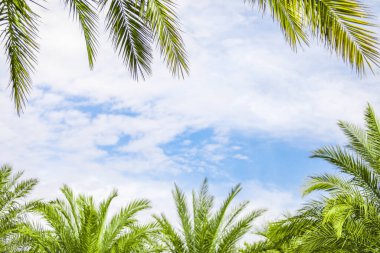 Güzel tropikal bir arka plan. Mavi gökyüzünde bulutlu palmiye yaprakları. Boşluğu kopyala.