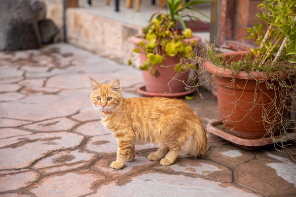 Red haired young cat with a collar near the house. Concept of assistance to animals, shelter.