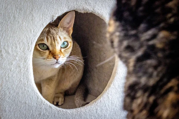 Singapura,A cat hiding in the cat house and looking out at another cat.