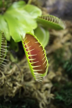 Sinek kapanı, Dionaea muscipula, Venüs sinek kapanı, etçil bitki.