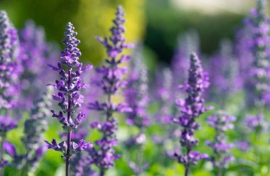 Güzel menekşe salvia farinacea çiçek tarlasının seçici yumuşak odağı açık bahçe arka planında. Baharda açan mavi Salvia çiçeği. Victoria mavisinin renkli mor çiçekleri.