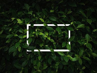 Düz, yaratıcı düzen koyu yeşil yapraklar beyaz kare çerçeveli arka plan. Tasarım, yaratıcı metin ve reklamlar için boş boş alan. Doğa konsepti