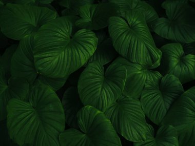 Düz, yaratıcı düzen koyu yeşil yaprak dokusu arka plan. Doğal duvar kağıdı desenli arka plan. Tasarım, yaratıcı metin ve reklamlar için boş boş alan. Üst görünüm doğa kavramı