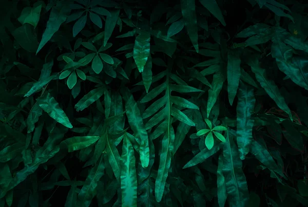 Puesta Plana Diseño Creativo Hojas Color Verde Oscuro Textura Fondo — Foto de Stock
