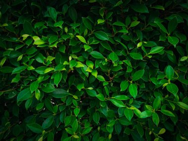 Düz, yaratıcı düzen koyu yeşil yaprak dokusu arka plan. Tasarım, yaratıcı metin ve reklamlar için boş boş alan. Doğa konsepti