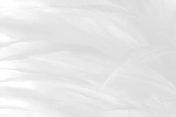 Białe Pióro Wzór Tekstury Tła Luksusowa Piękna Abstrakcyjna Delikatnie Rozmyta — Zdjęcie stockowe
