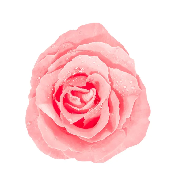 Рожева Троянда Краплями Води Ізольована Білому Тлі — стокове фото