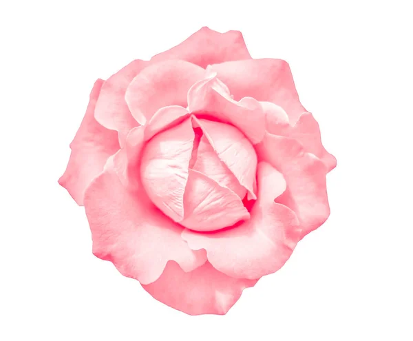 Рожева Квітка Троянди Ізольована Білому Фоні — стокове фото