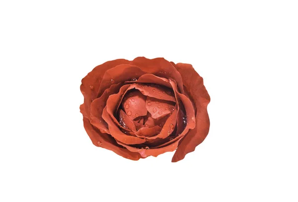 Красная Роза Капельками Воды Изолированы Белом Фоне Обрезкой Пути — стоковое фото