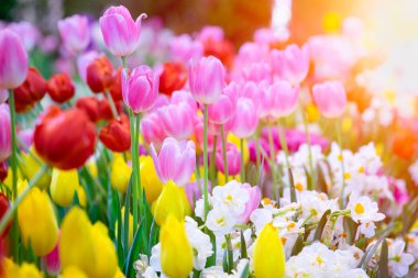 Yumuşak seçici odaklanma. Şaşırtıcı, güzel çiçek laleleri arka planda yumuşak ışıklarda çayırda. Kışın veya ilkbaharda renkli laleler çiçek açar. Sabah vakti laleler bahçede çiçek açıyor..