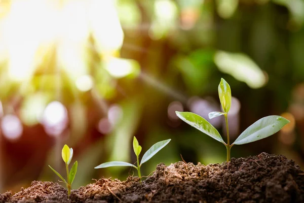 Agriculture and plant grow sequence with morning sunlight and dark green blur background. Germinating seedling grow step sprout growing from seed. Nature ecology and growth concept with copy space.