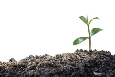 Yeşil bitki, filizlenen filizler beyaz arka planda izole edilmiş topraktan büyüyen kırpma yolu ile. Kopya alanı ile doğa ekolojisi ve büyüme kavramı.