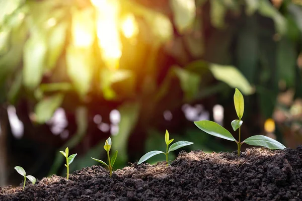 Agriculture and plant grow sequence with morning sunlight and dark green blur background. Germinating seedling grow step sprout growing from seed. Nature ecology and growth concept with copy space.