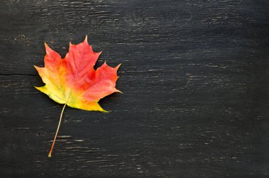 Sonbahar akçaağaç yaprağı