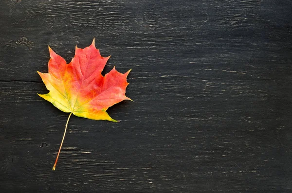 Sonbahar akçaağaç yaprağı