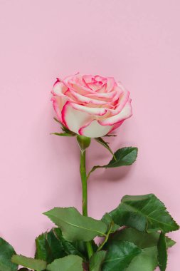 Pembe bir arka plan üzerinde pembe çiçek taze gül çiçek