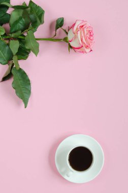 Pembe bir arka plan üzerinde kahve ile pembe çiçek taze gül çiçek
