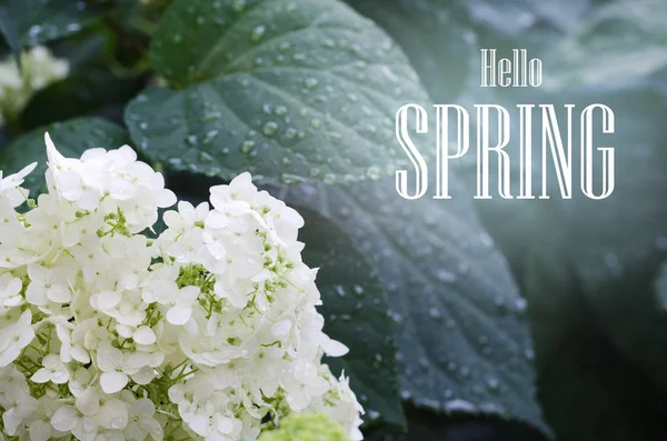 Hortensia floreciente con gotas de agua. Enfoque selectivo . — Foto de Stock