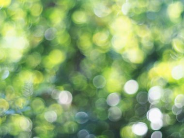 Yeşil ışık doğanın arka planını bozar. Bulanık arkaplan. Doğal bokeh.