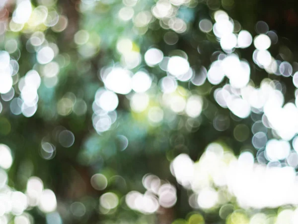 Beautiful nature green bokeh background. Nature green bokeh. Abstract  blurred background. - Stock Image - Everypixel