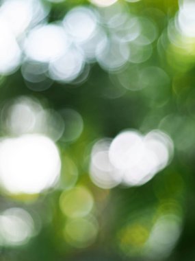 Yeşil ışık doğanın arka planını bozar. Doğal bokeh. Bulanık arkaplan. 