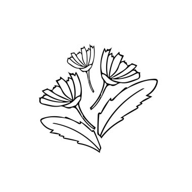 El çizimi papatyalar ve yapraklar. Basit bir çizgi tarzında kompozisyon. İskandinav siyah beyaz tarzı