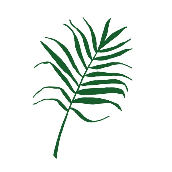 Silueta vectorial de hoja tropical elemento palmera para el diseño. postal, póster — Vector de stock