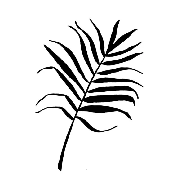 Vektor silhuett av tropiska blad palm element för design. vykort, affisch — Stock vektor