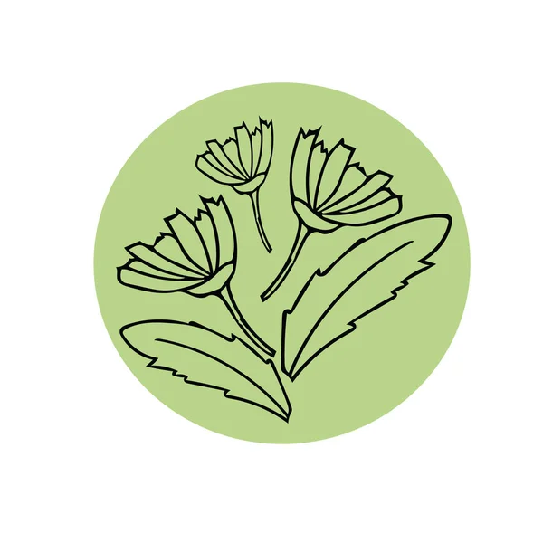Margaritas dibujadas a mano y hojas ramo. composición en un estilo de revestimiento simple. Estilo escandinavo en blanco y negro — Vector de stock