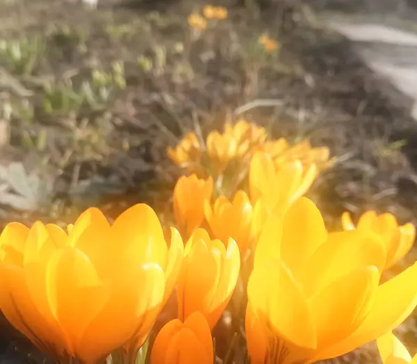 Krokusse blühen im Garten. Banner mit gelben Frühlingsblumen. Platz für Text. Vorlage für Postkartenposter, — Stockfoto