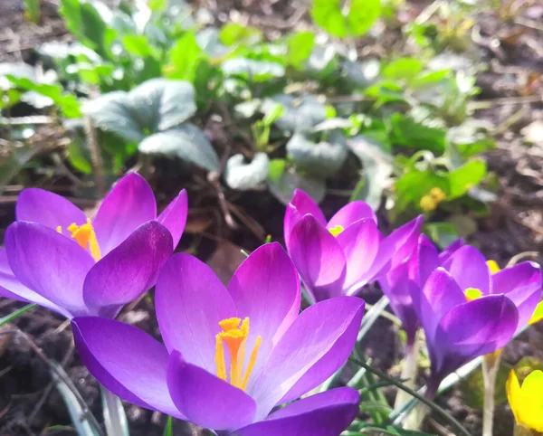 정원에서 크로커스가 피고 있습니다. 자줏빛, 보라색의 봄 꽃이 피는 깃발. 문자의 위치를 알려 줍니다. 엽서로 만든 주형, — 스톡 사진